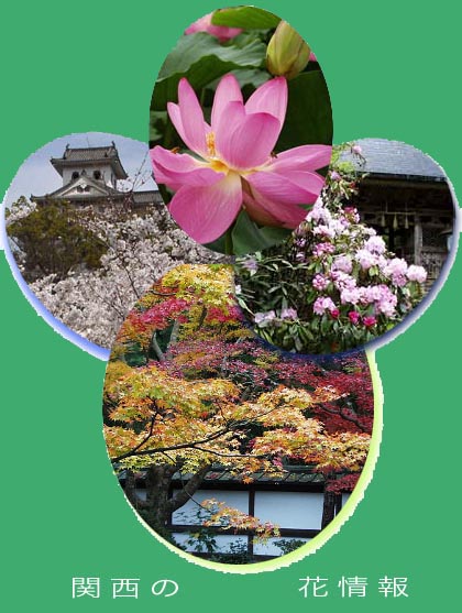 京都・関西の花情報